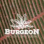 Criação de Site – Burgeon Coffees