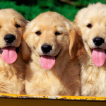 Como chamar atenção para um tema importante?